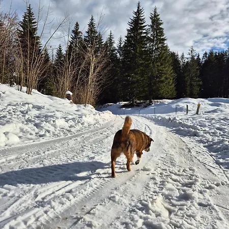 Nattersbergalm ファームステイ *