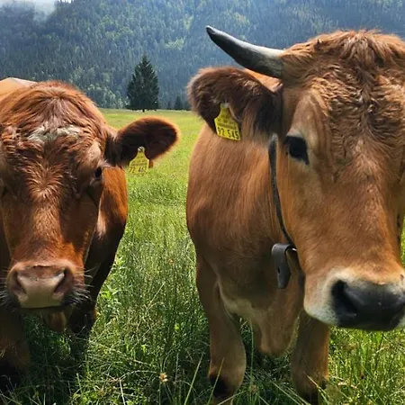 ファームステイ Nattersbergalm