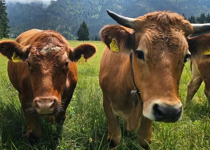 Farma Nattersbergalm